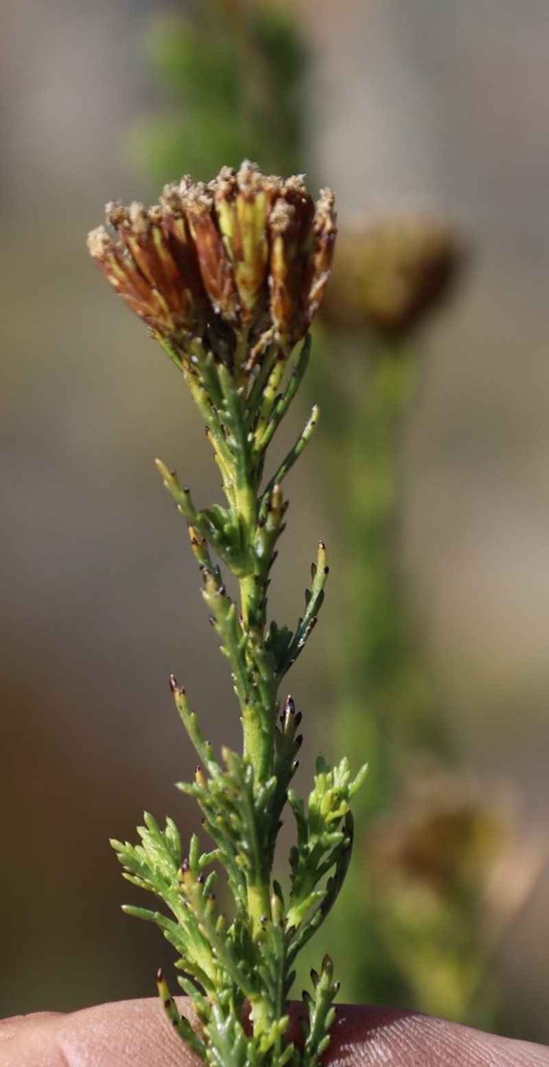 Hymenolepis dentata