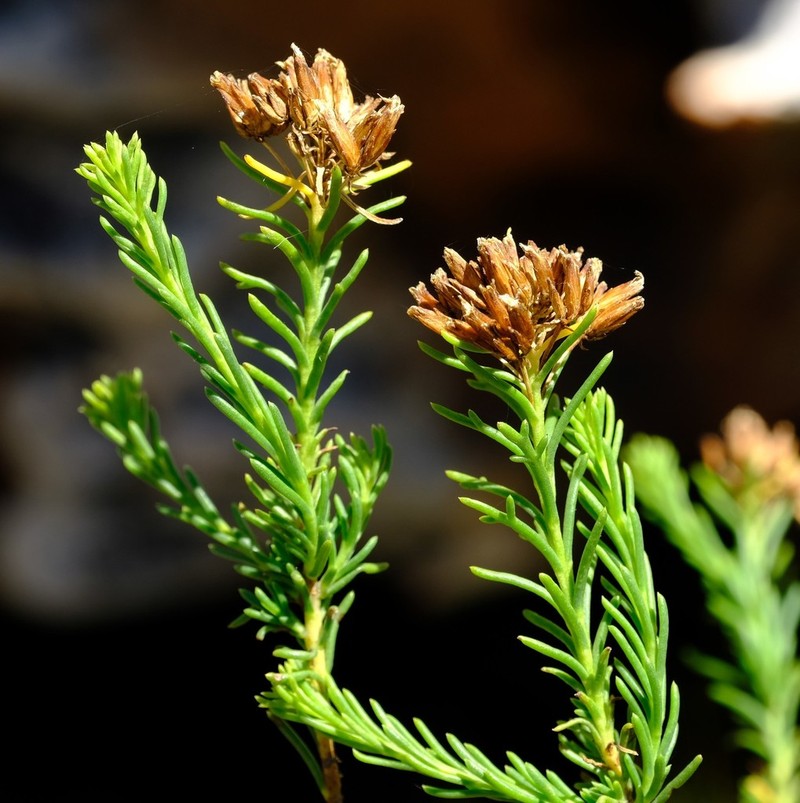 Hymenolepis dentata photo 2