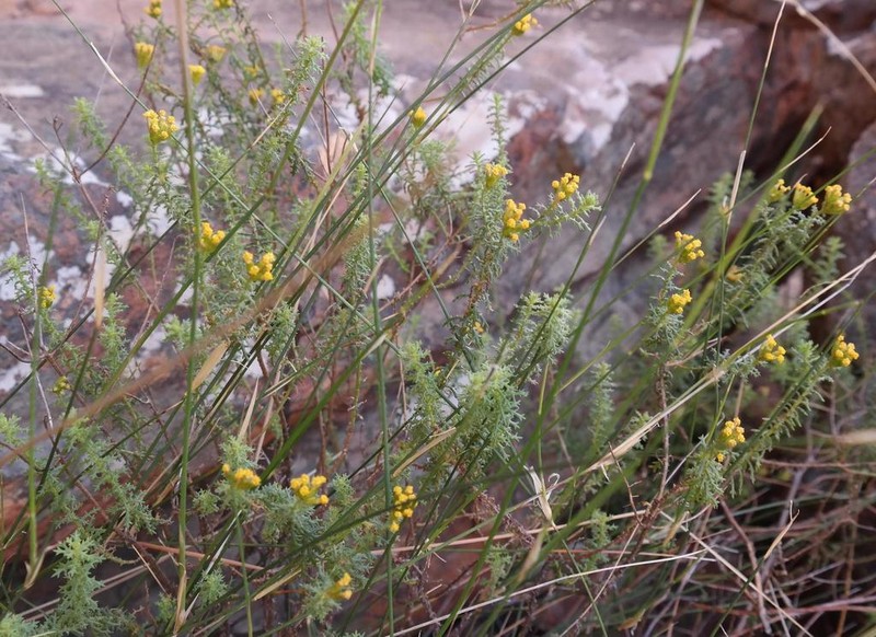Hymenolepis dentata photo 3