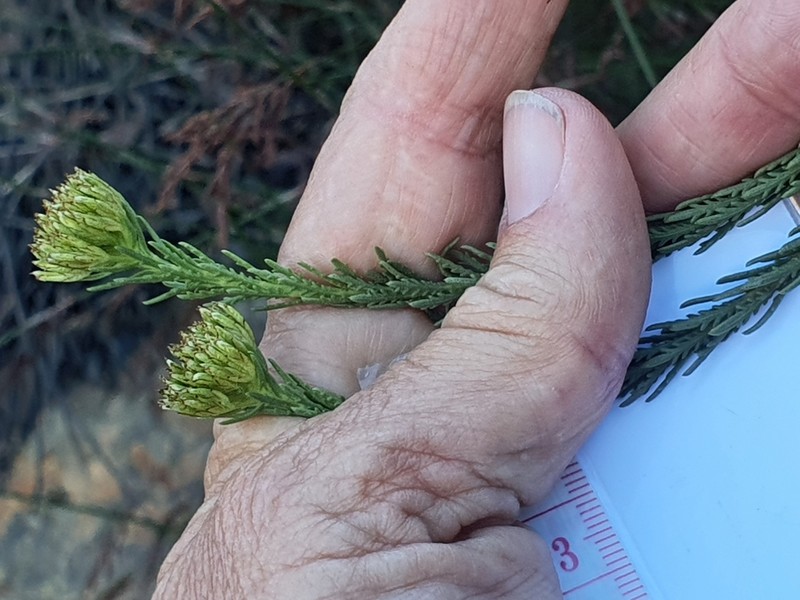 Hymenolepis dentata photo 4