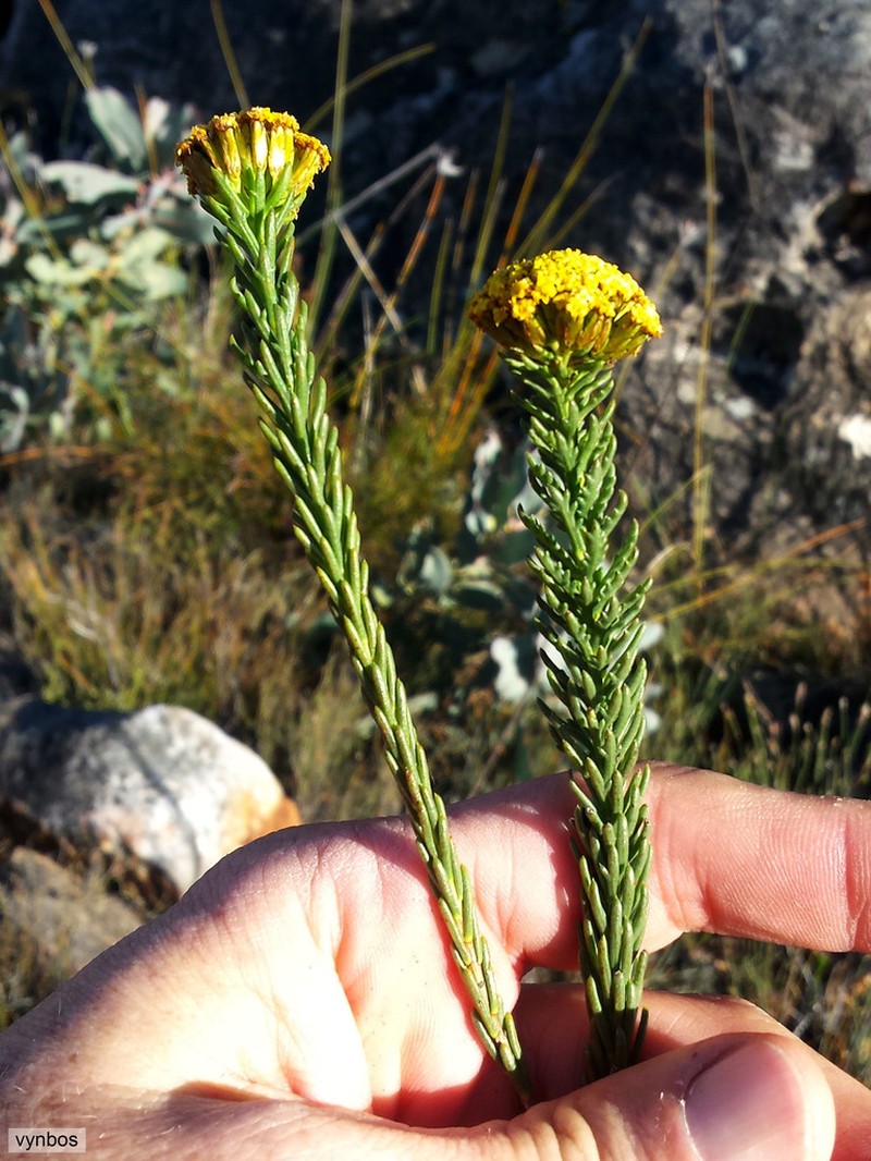 Hymenolepis dentata photo 5