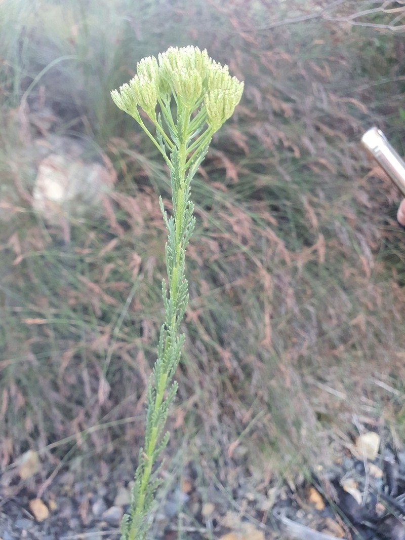 Hymenolepis dentata photo 6
