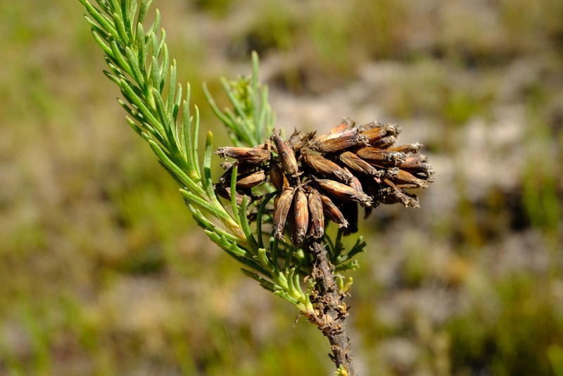 Hymenolepis dentata photo 8