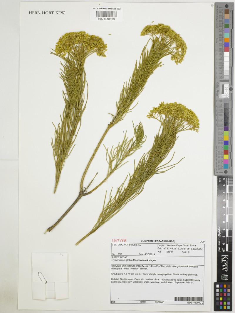 Hymenolepis glabra