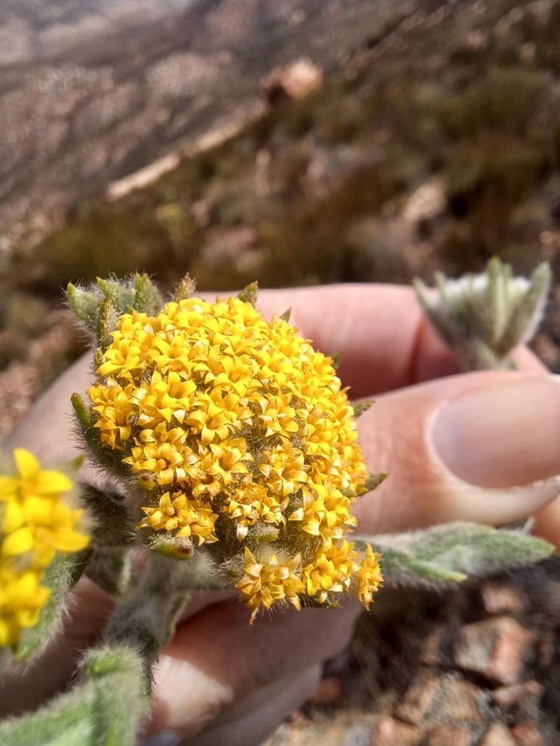 Hymenolepis gnidioides