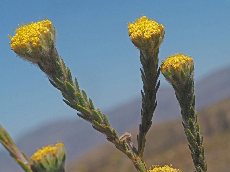 Hymenolepis gnidioides photo 2