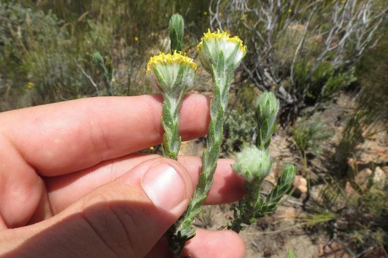 Hymenolepis gnidioides photo 3