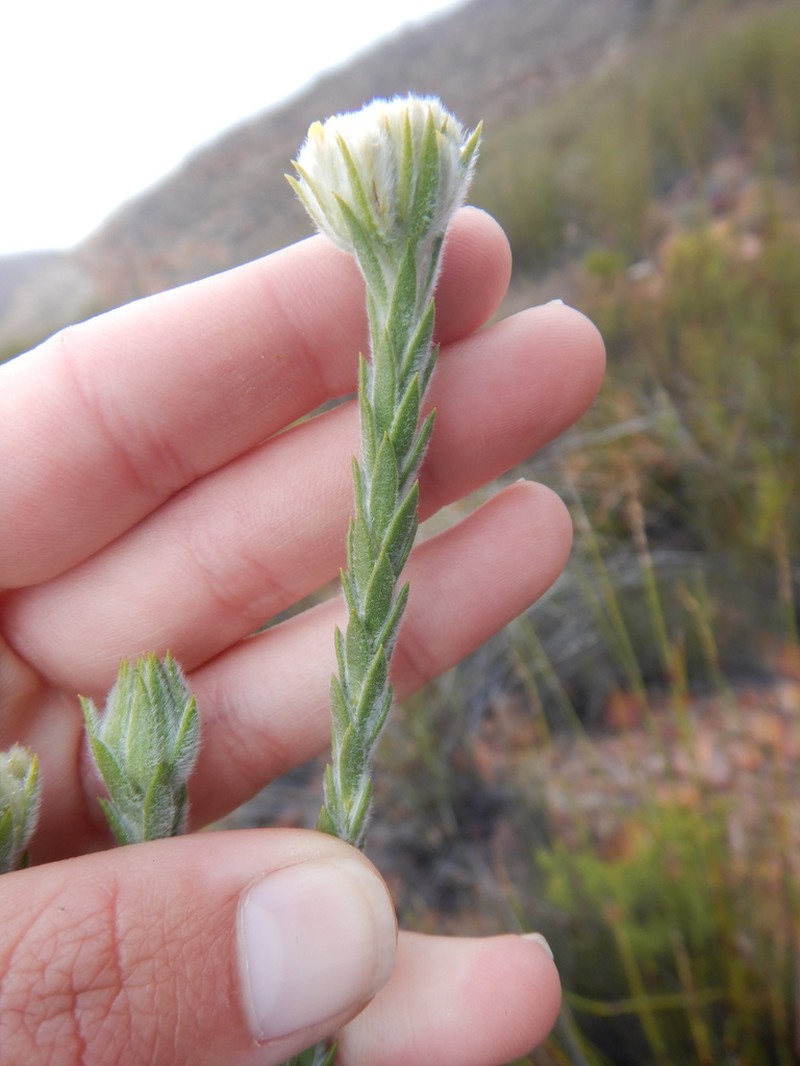 Hymenolepis gnidioides photo 4