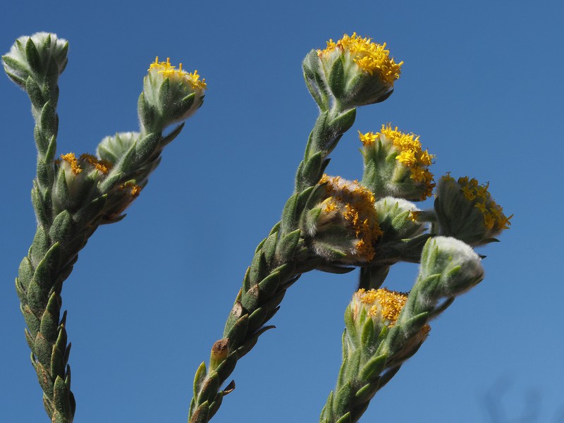Hymenolepis gnidioides photo 5