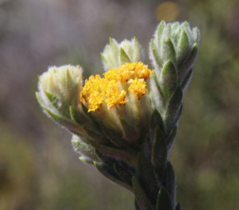 Hymenolepis gnidioides photo 6