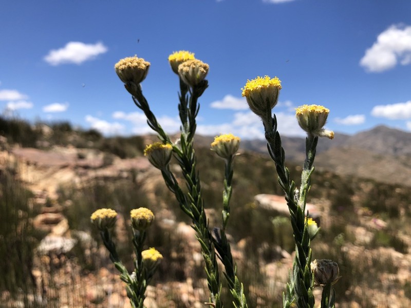 Hymenolepis gnidioides photo 7