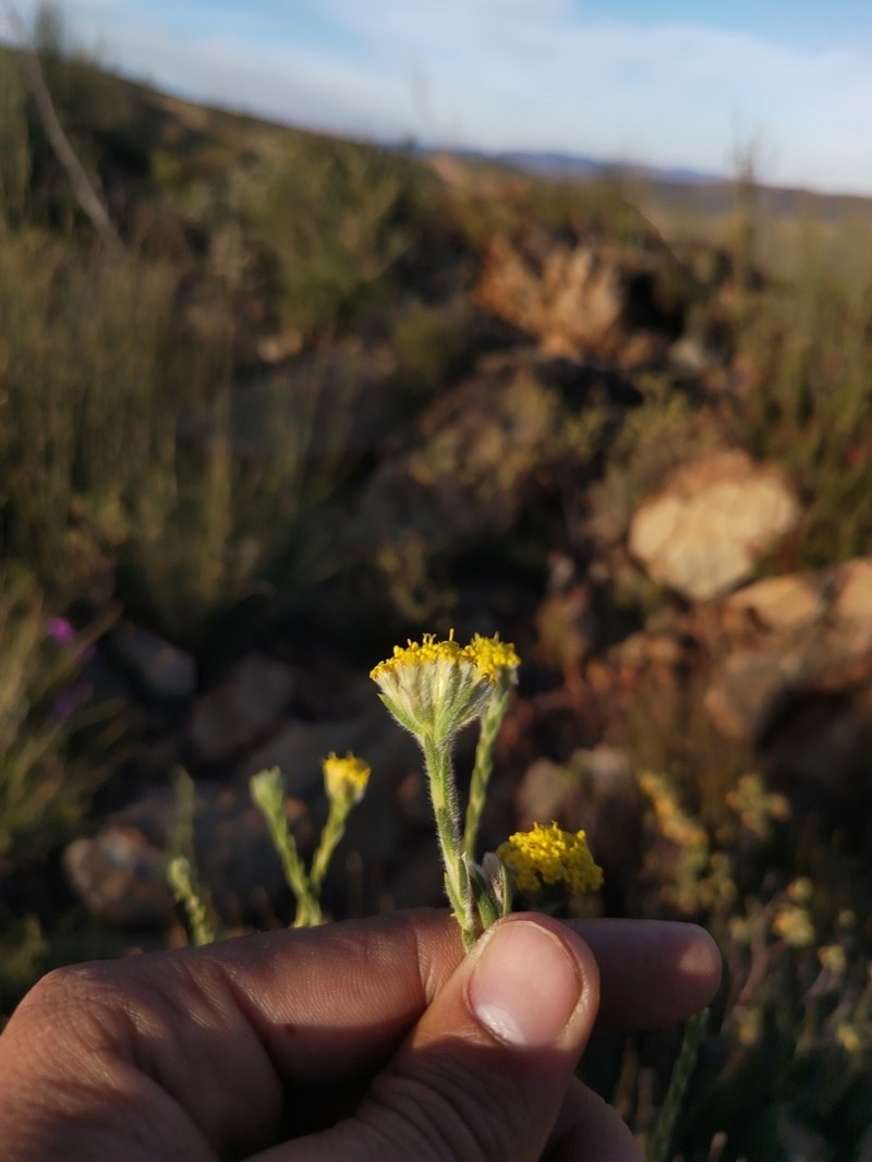 Hymenolepis gnidioides photo 8