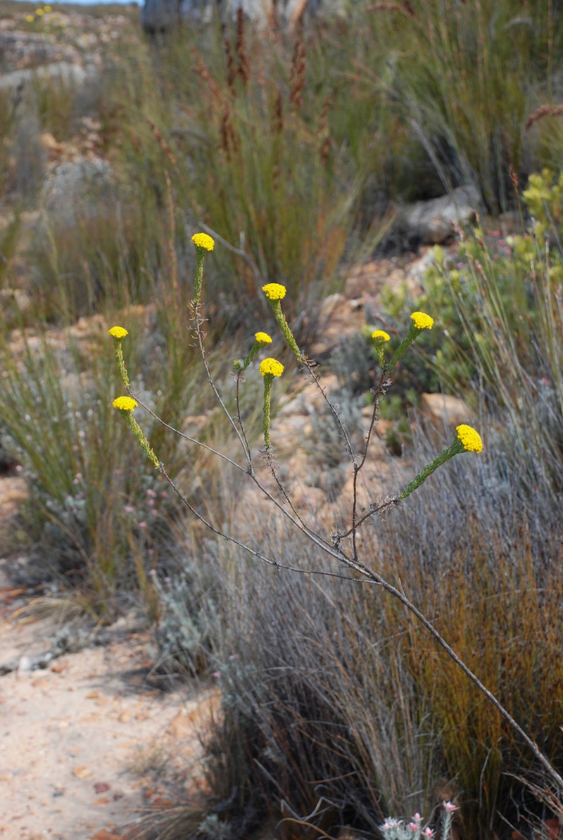 Hymenolepis incisa