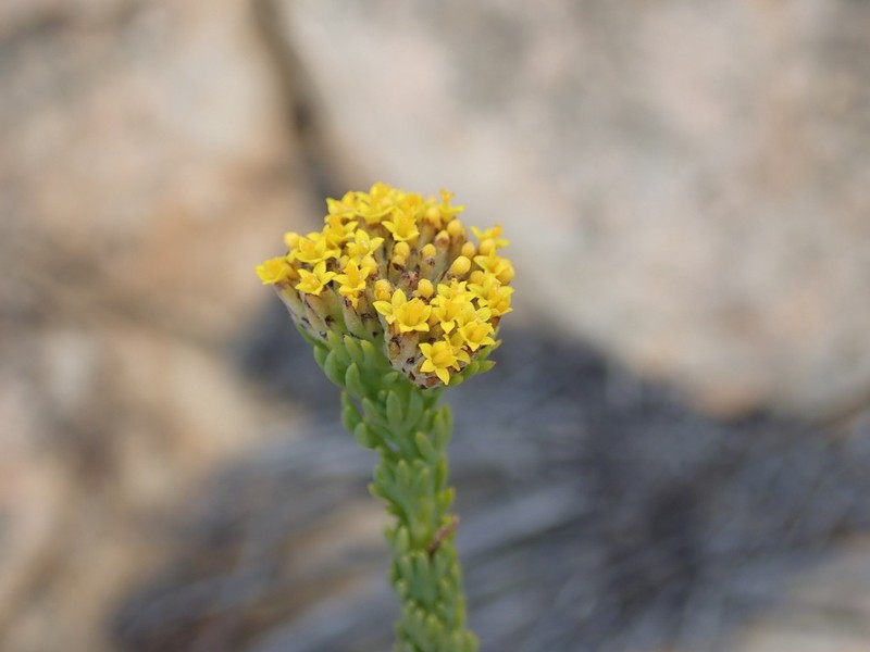 Hymenolepis incisa photo 2