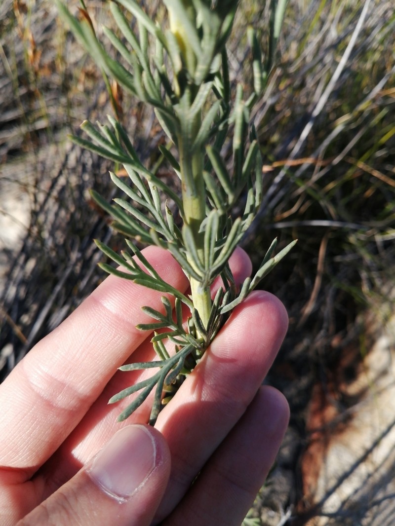 Hymenolepis incisa photo 3