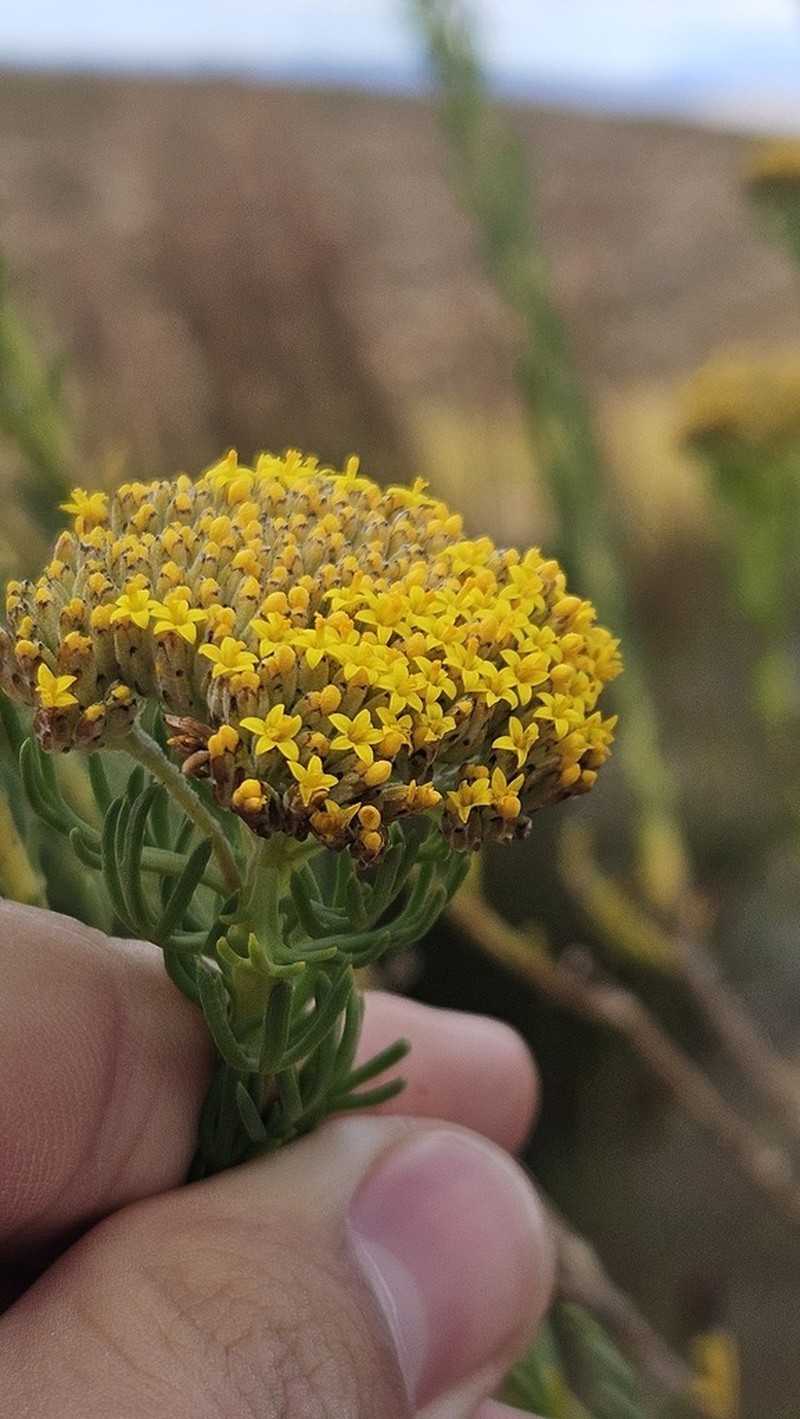 Hymenolepis incisa photo 4