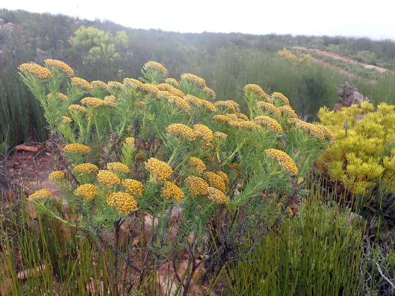 Hymenolepis incisa photo 5