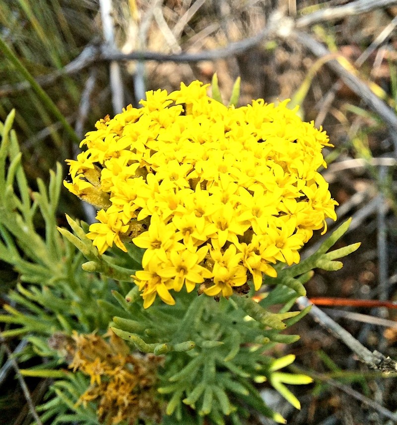 Hymenolepis incisa photo 6