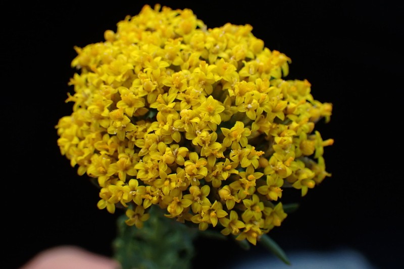 Hymenolepis incisa photo 7