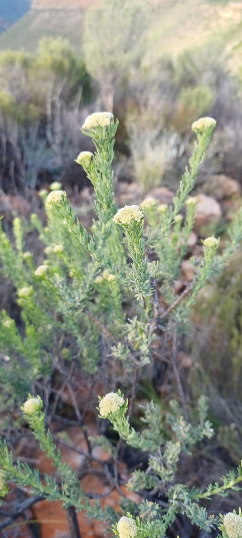 Hymenolepis incisa photo 8