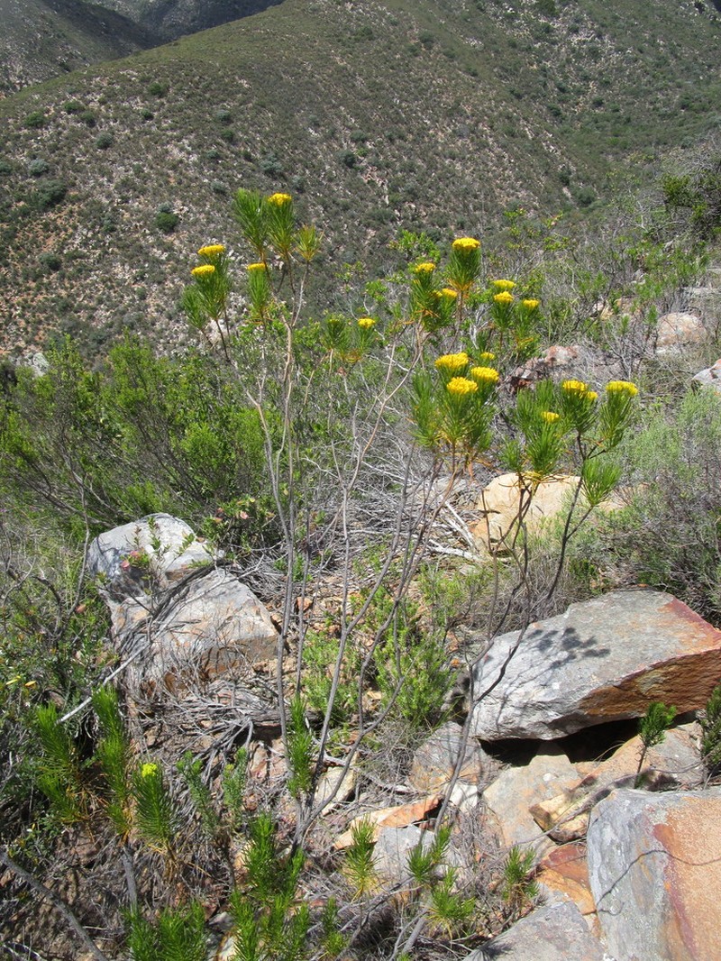 Hymenolepis indivisa
