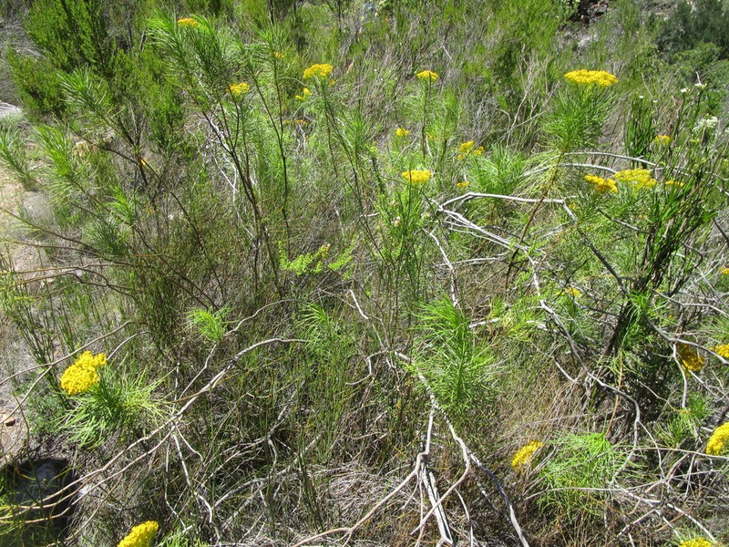 Hymenolepis indivisa photo 3