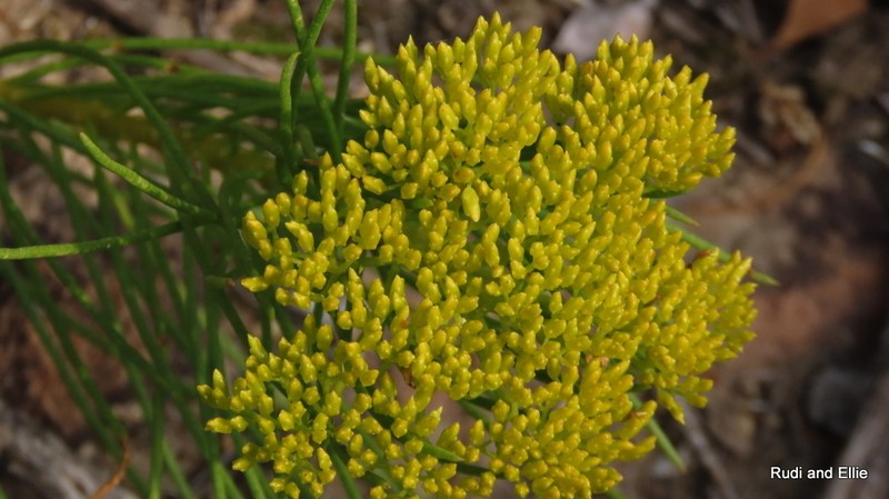 Hymenolepis indivisa photo 4