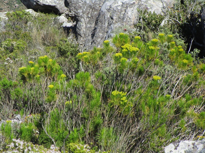 Hymenolepis indivisa photo 5