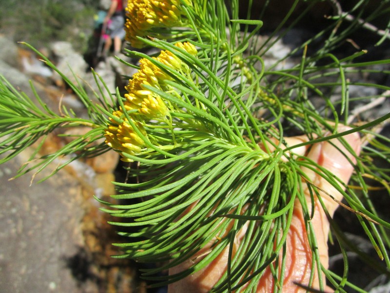 Hymenolepis indivisa photo 7
