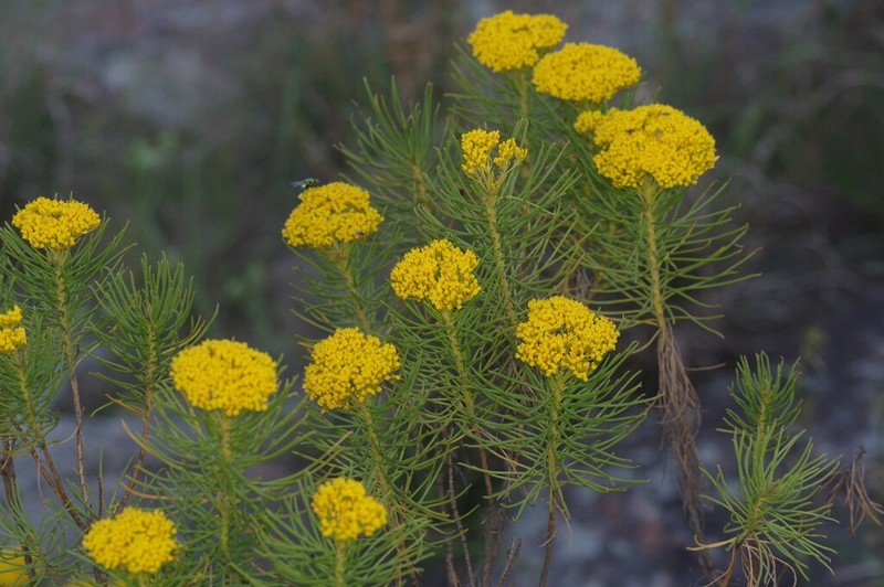 Hymenolepis indivisa photo 8