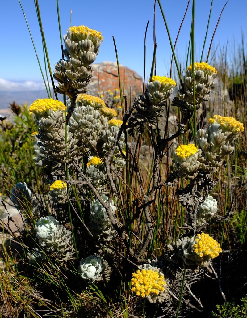 Hymenolepis speciosa photo 2