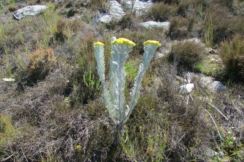 Hymenolepis speciosa photo 3