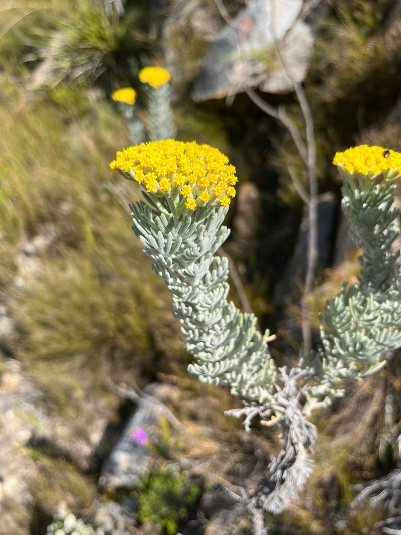 Hymenolepis speciosa photo 4