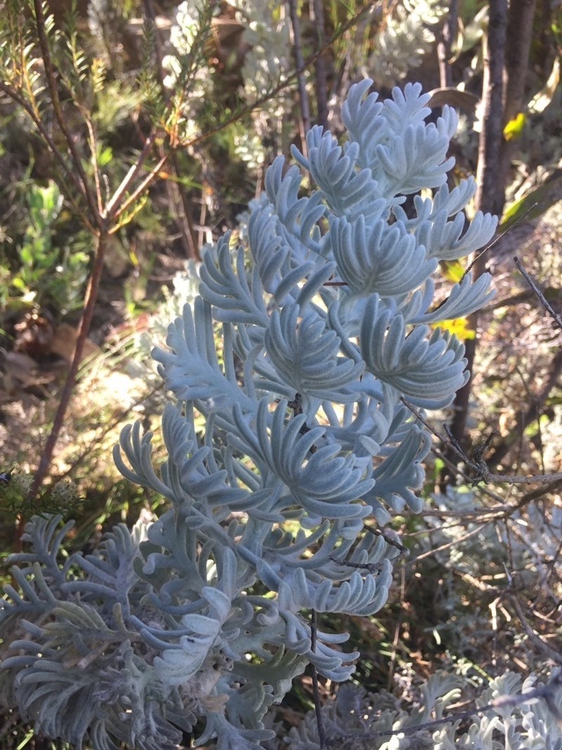 Hymenolepis speciosa photo 5