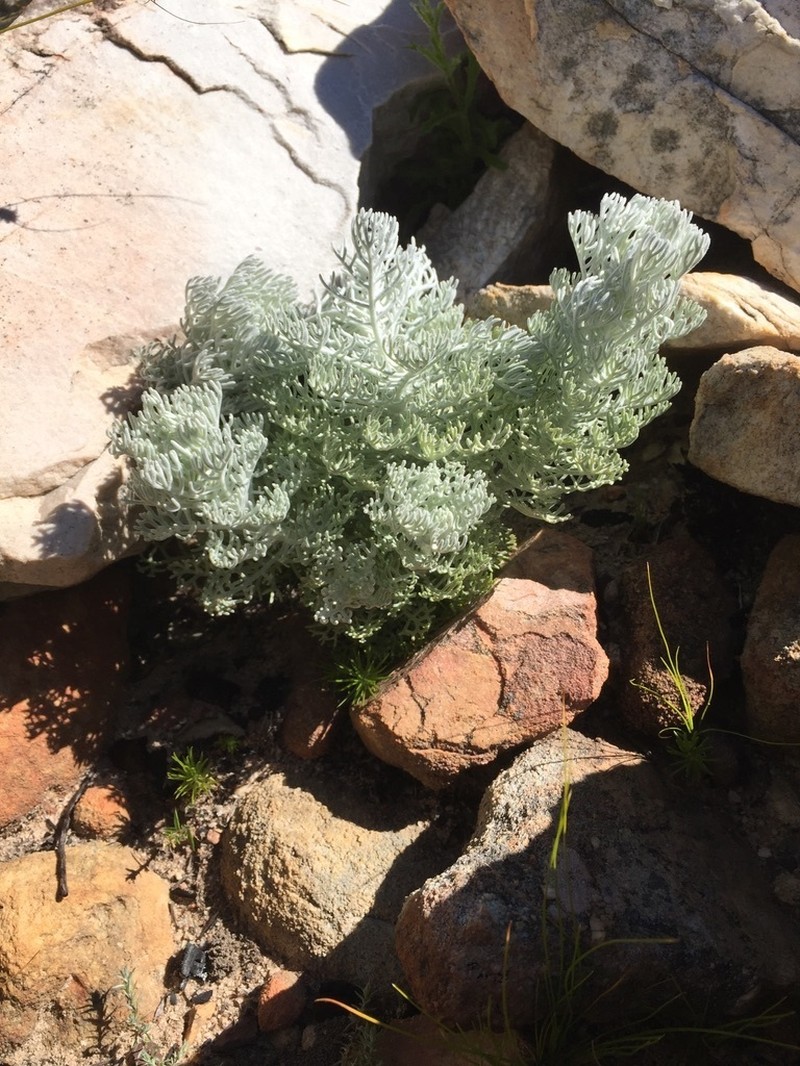 Hymenolepis speciosa photo 6