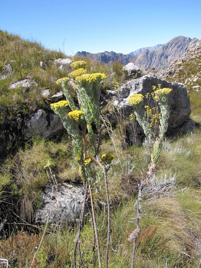 Hymenolepis speciosa photo 7