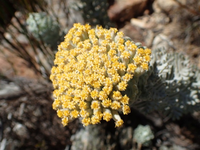 Hymenolepis speciosa photo 8