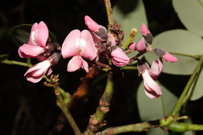 Hymenolobium alagoanum