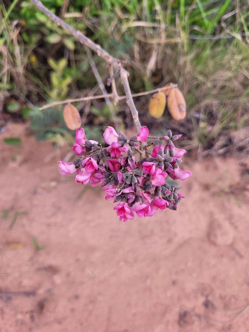 Hymenolobium alagoanum photo 2