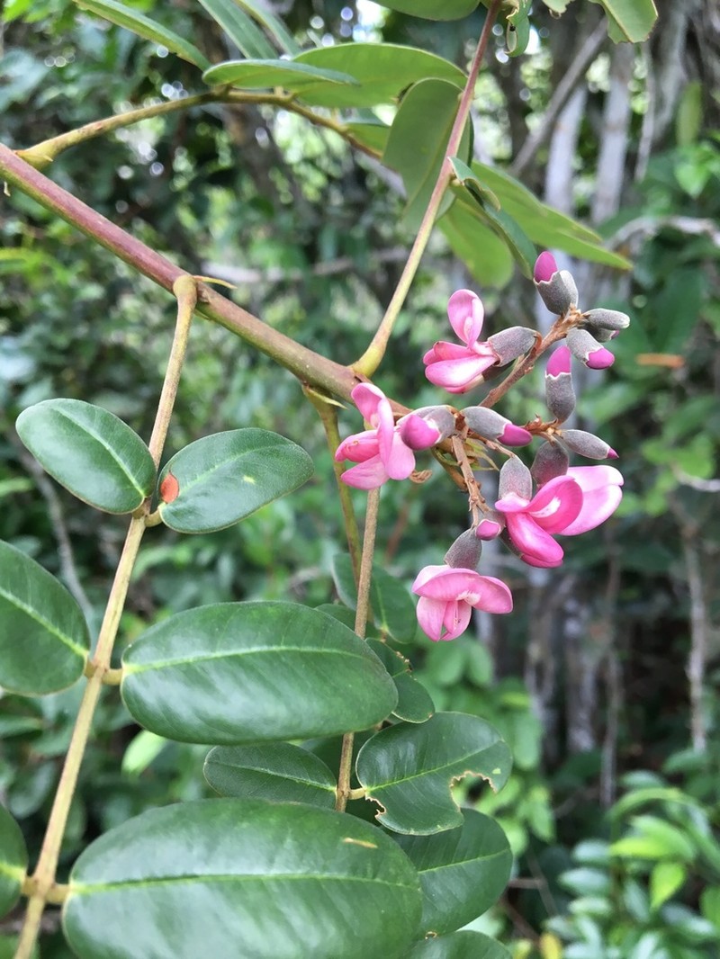 Hymenolobium alagoanum photo 3