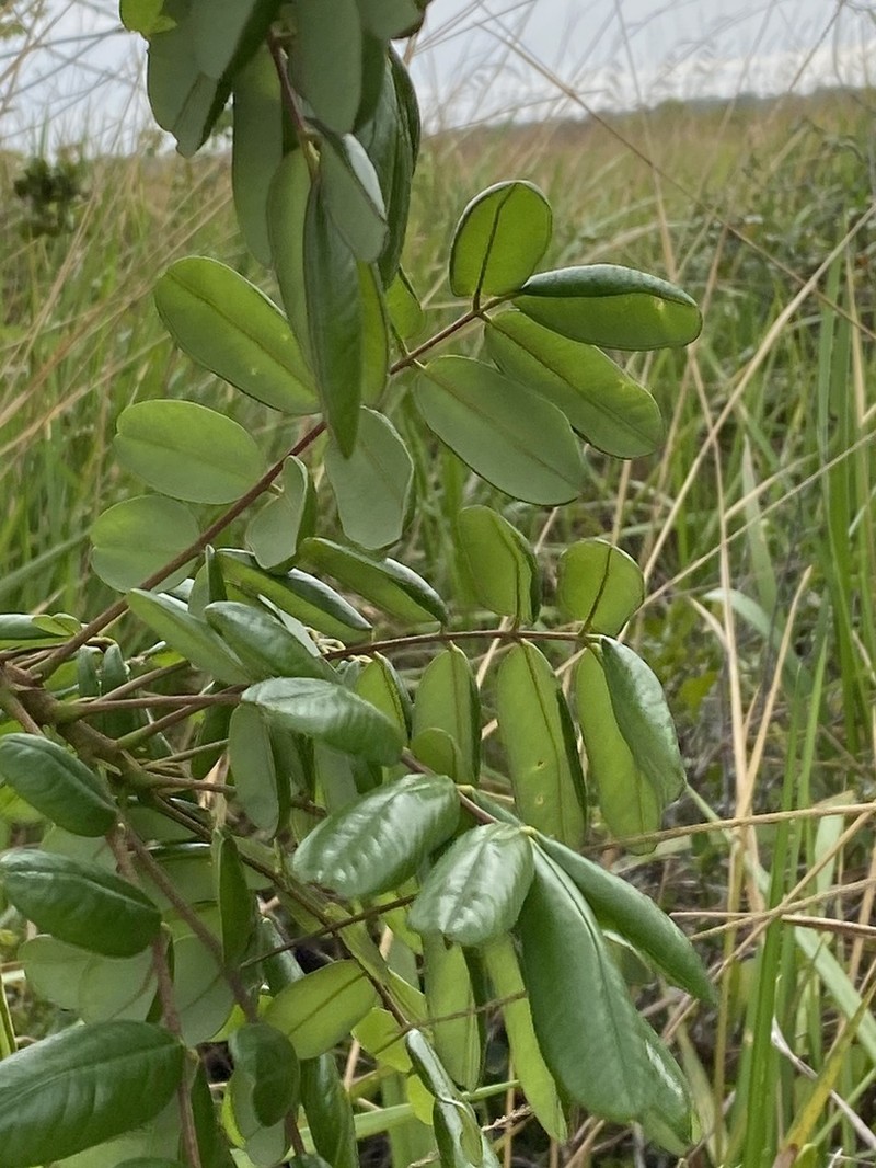 Hymenolobium alagoanum photo 4