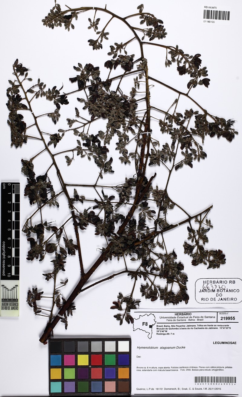 Hymenolobium alagoanum photo 7