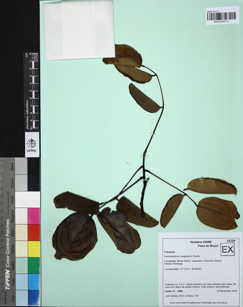 Hymenolobium alagoanum photo 8