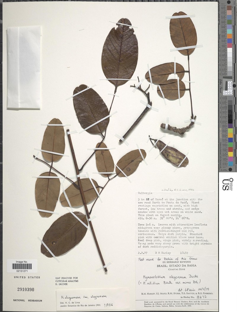 Hymenolobium alagoanum var. alagoanum