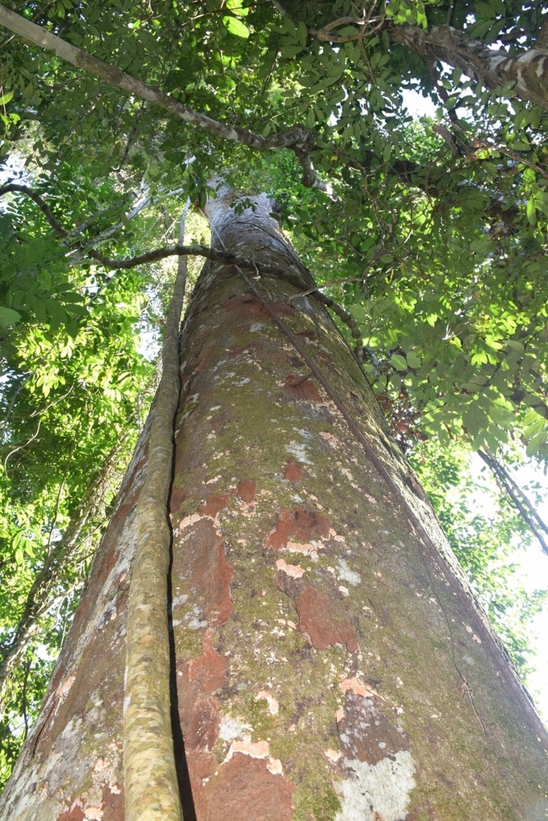 Hymenolobium excelsum