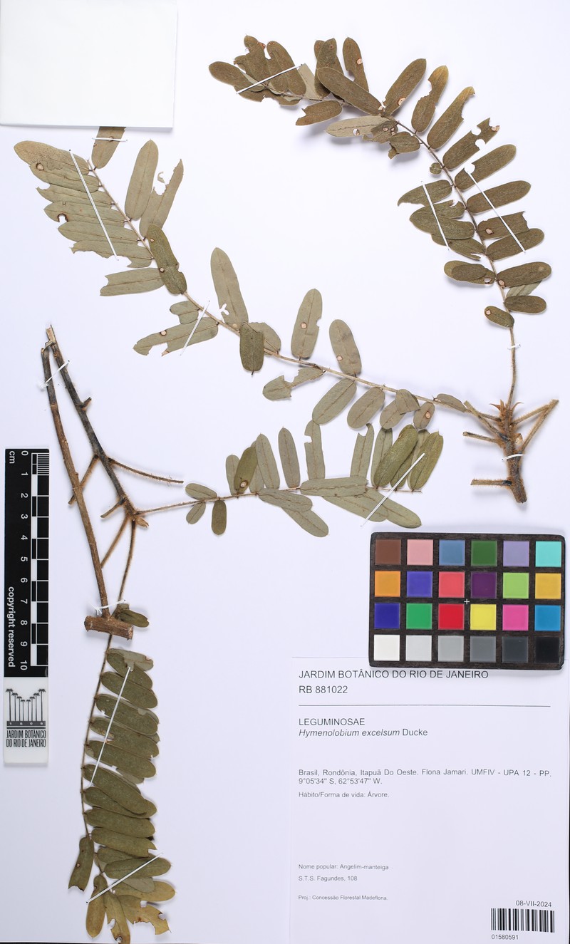 Hymenolobium excelsum photo 2