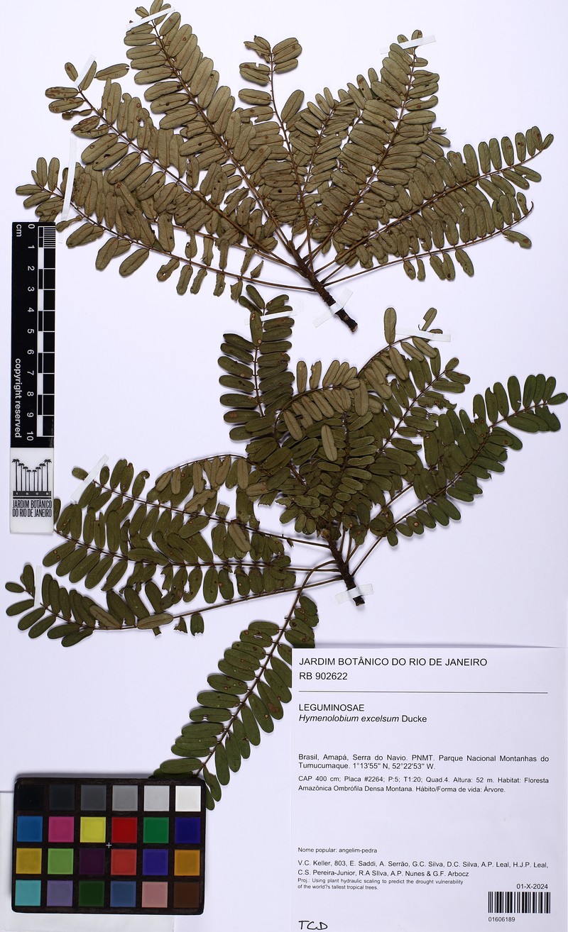 Hymenolobium excelsum photo 3