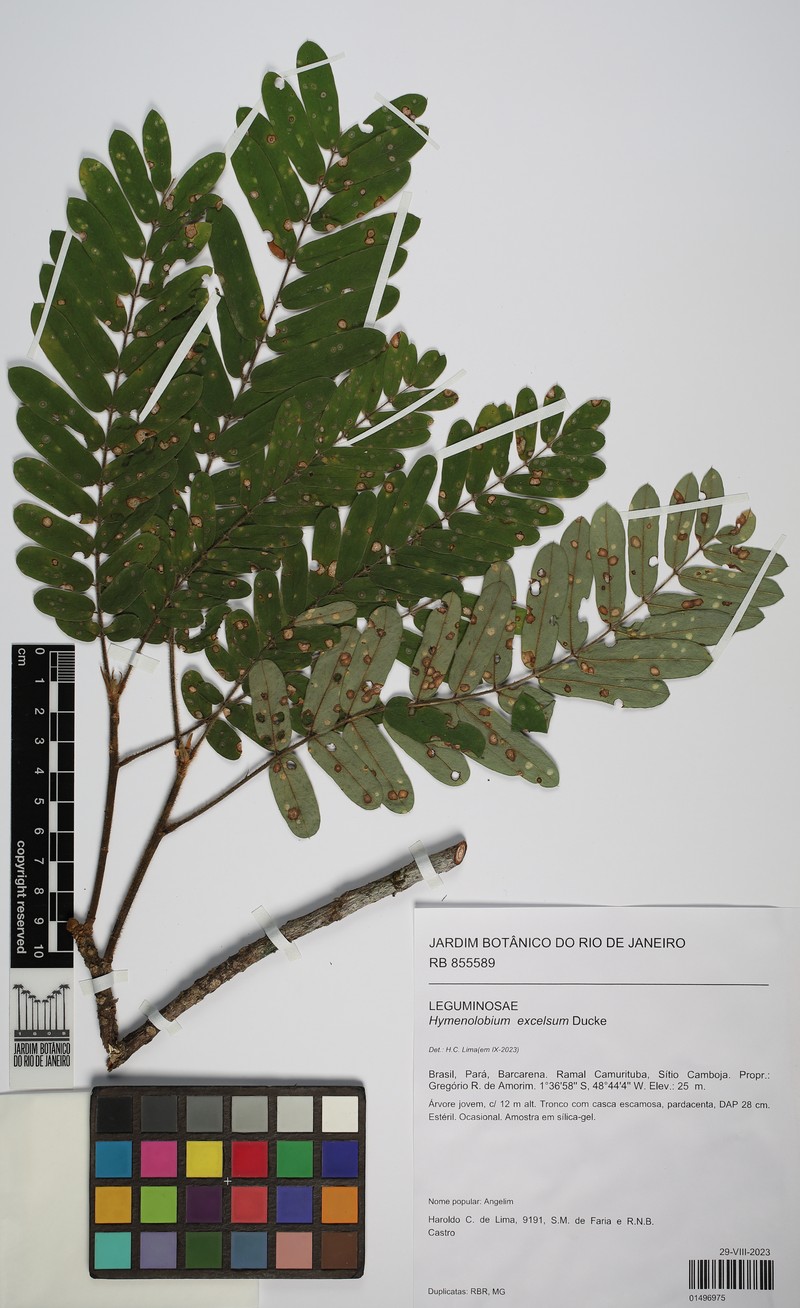 Hymenolobium excelsum photo 4