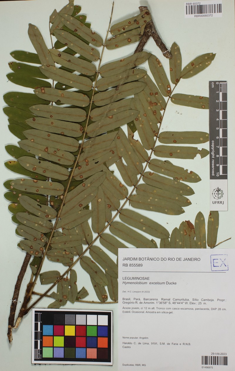 Hymenolobium excelsum photo 5