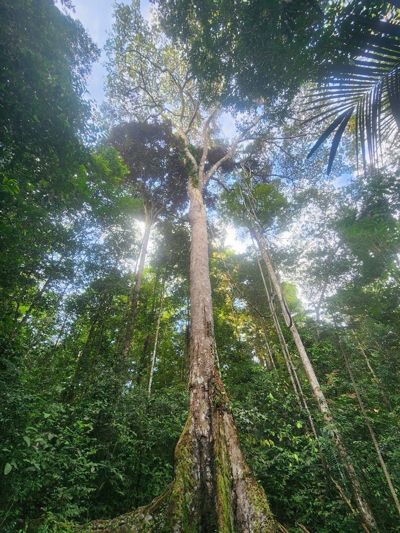 Hymenolobium flavum